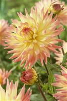 Dahlia Mon Amour