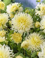 Dahlia Yellow Star