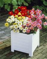Dahlia Topmix Mixed - Pack of Three Bare Root Plants
