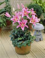 Lilium Acapulco - Pack of TWO Lily Bulbs