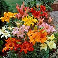 Lilium asiatic Mixed - Pack of FIVE Lily Bulbs