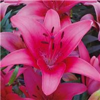 Lilium asiatic Pink - Pack of FIVE Lily Bulbs