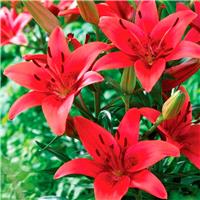 Lilium asiatic Red - Pack of FIVE Lily Bulbs