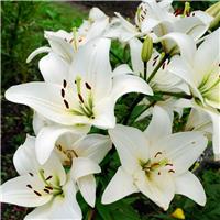 Lilium asiatic White - Pack of FIVE Lily Bulbs