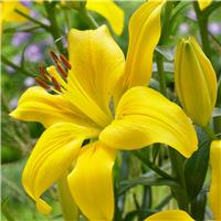 Lilium asiatic Yellow - Pack of FIVE Lily Bulbs