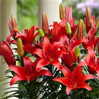 Lilium Blushing Joy - Pack of THREE Lily Bulbs