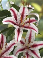 Lilium Dizzy - Pack of TWO Lily Bulbs