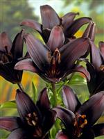 Lilium Landini - Pack of TWO Lily Bulbs