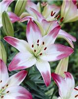 Lilium Lollypop - Pack of TWO Lily Bulbs