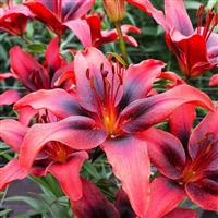 Lilium London Heart - Pack of TWO Lily Bulbs