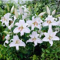 Lilium Mother's Choice - Pack of TWO Lily Bulbs