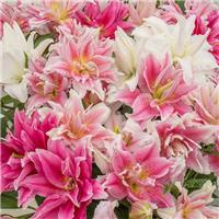 Lilium oriental Double Mixed - Pack of FOUR Lily Bulbs