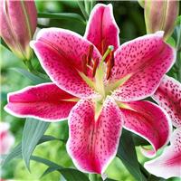 Lilium Oriental Pink/White - Pack of FIVE Lily Bulbs