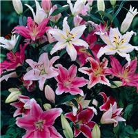 Lilium Oriental Mixed - Pack of FIVE Lily Bulbs