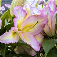 Lilium Primrose Hill - Pack of THREE Lily Bulbs
