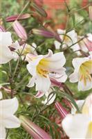 Lilium Regale - Pack of TWO Lily Bulbs