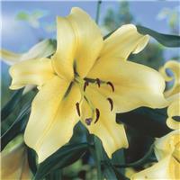 Lilium Tower Honeymoon - Pack of THREE Lily Bulbs