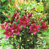 Lilium Tower Purple Prince - Pack of THREE Lily Bulbs