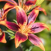 Lilium Whistler - Pack of TWO Lily Bulbs