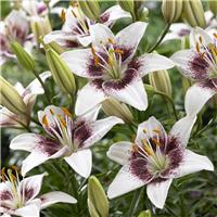 Lilium White Pixels - Pack of TWO Lily Bulbs