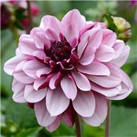 Dahlia Creme de Cassis