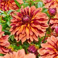 Dahlia - Decorative Small-flowered Miss Brandy