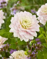 Dahlia - Decorative Small-flowered Silver Years