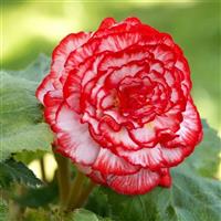 Begonia Marmorata