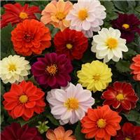 Dahlia Border Mix - Pack of THREE