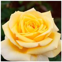 Rose Nicolas Hulot - Hybrid Tea Rose