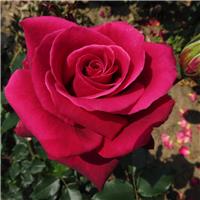 Rose Smooth Velvet - Hybrid Tea Rose