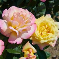 Rose Peace - Gloria Dei Hybrid Tea Rose