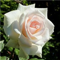 Climbing Rose Swan Lake