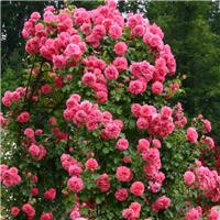 Climbing Rose Rosarium Uetersen