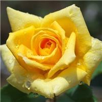 Rose Marko Polo - Hybrid Tea Rose