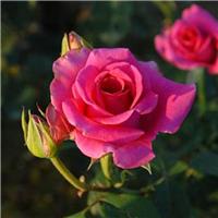 Rose Pavaroti - Hybrid Tea Rose