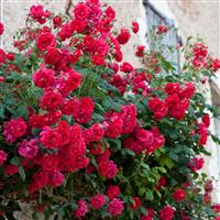 Rose Pauls Scarlet - Red Climber