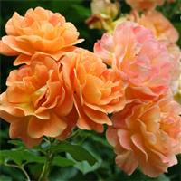 Climbing Rose Westerland