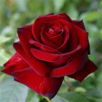 Rose Ingrid Bergman