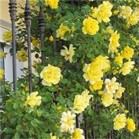 Climbing Rose Golden Showers