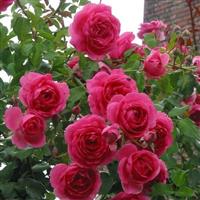 Climbing Rose Parade