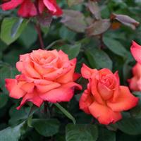 Rose Christopher Columbus - Hybrid Tea