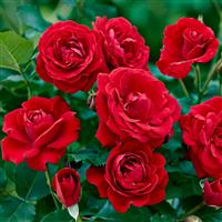 Rose Nina Weibull - Floribunda Rose