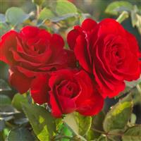 Rose Satchmo - Floribunda Rose