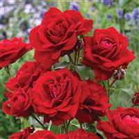 Rose Lili Marlene - Floribunda