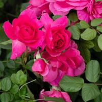 Climbing Rose Dcor Arome