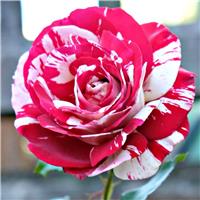 Large Standard Rose Tree - Julio Iglesias - Scented Floribunda Rose