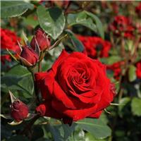 LARGE Standard Rose Trees - Niccolo Paganini