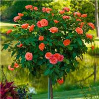 LARGE Standard Rose Tree - Lady Belgrade