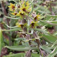 Fritillaria sewerzowii 'Green Eyes'